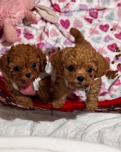 Cachorros Caniche Toy Teacup Macho y Hembra 2 Meses Vacunados Colon - Imagen 4