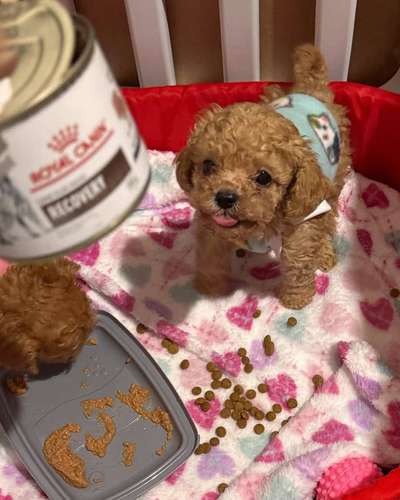 Cachorros Caniche Toy Teacup Macho y Hembra 2 Meses Vacunados Colon - Imagen 3