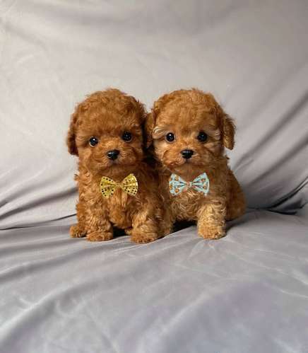 Cachorros Caniche Toy Teacup Macho y Hembra 2 Meses Vacunados Colon