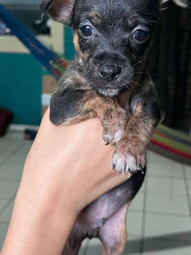 Chihuahuas cabeza de venado  - Imagen 3