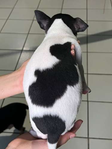 Chihuahuas cabeza de venado  - Imagen 2