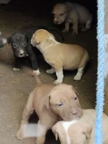 Pitbull terier  