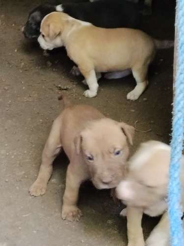 Pitbull terier  