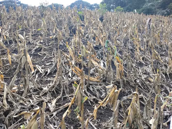 En venta 7MZ, en el cantón Copinol Primero Chinameca - Imagen 4