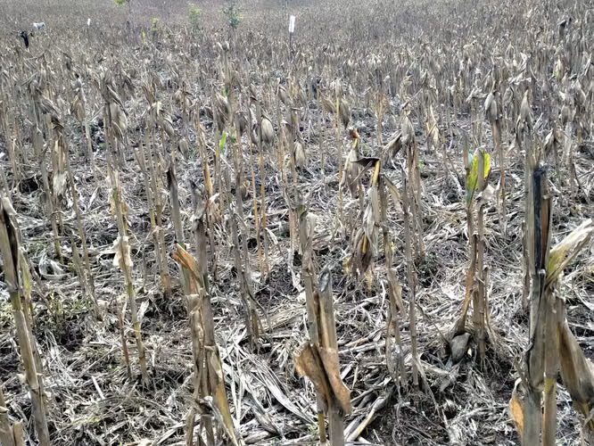 En venta 7MZ, en el cantón Copinol Primero Chinameca - Imagen 5