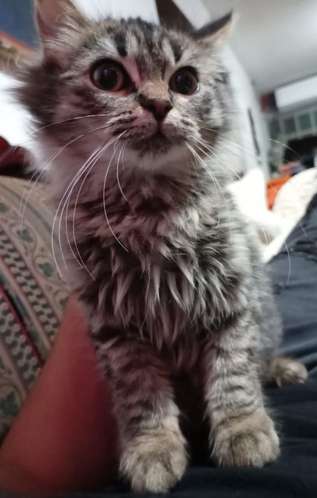 Hermosos siberianos