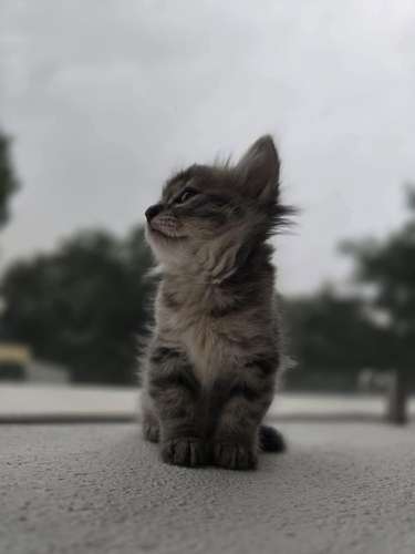 Hermosos siberianos