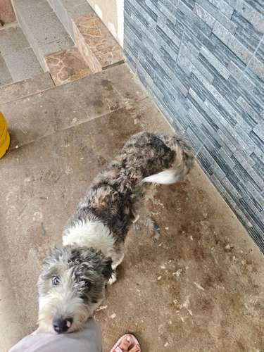 Una perrita maltipoo de 9 meses 