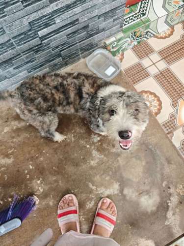 Una perrita maltipoo de 9 meses 