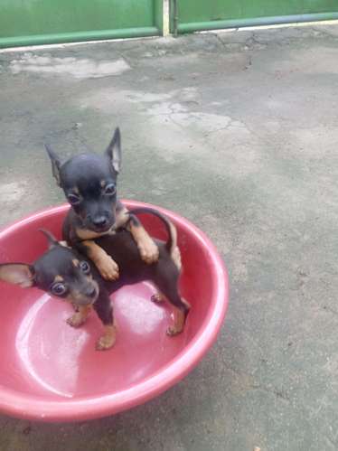 Chihuahuas hembras