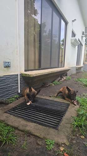 Cachorritas Pastor Belga Malinois  - Imagen 7