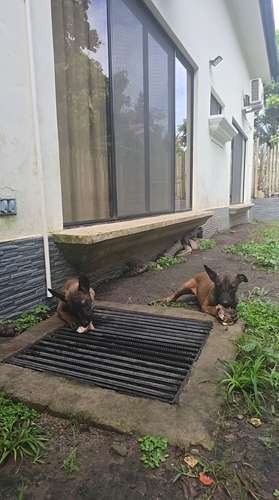 Cachorritas Pastor Belga Malinois  - Imagen 2