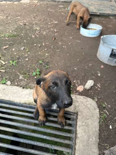 Cachorritas Pastor Belga Malinois  - Imagen 8