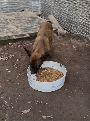 Cachorritas Pastor Belga Malinois  - Imagen 9