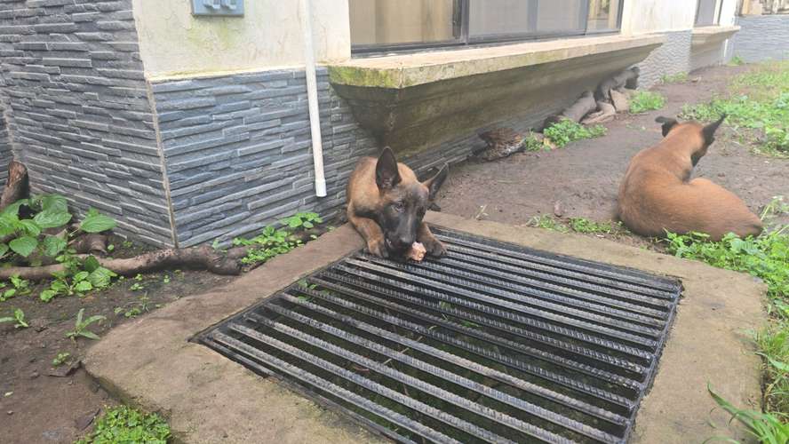 Cachorritas Pastor Belga Malinois  - Imagen 4