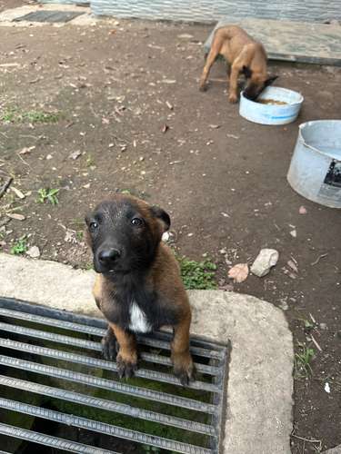 Cachorritas Pastor Belga Malinois  - Imagen 10