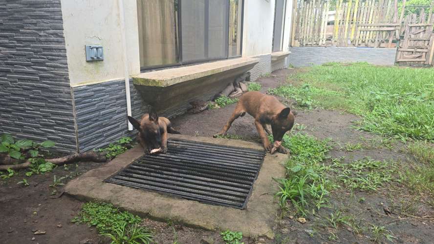 Cachorritas Pastor Belga Malinois  - Imagen 3