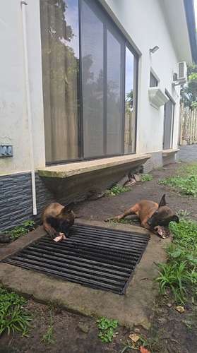 Cachorritas Pastor Belga Malinois  - Imagen 6