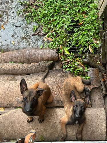 Cachorritas Pastor Belga Malinois 