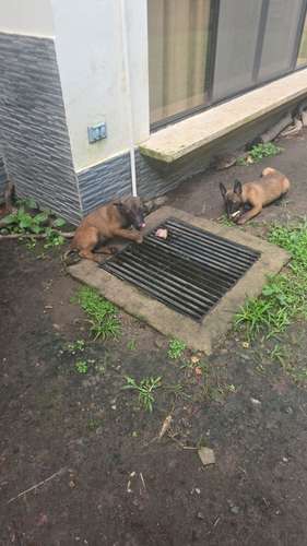 Cachorritas Pastor Belga Malinois  - Imagen 5