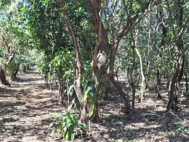 VENTA 1 MANZANA Y MEDIA AREA CEIBA PREÑADA SANTA ANA - Imagen 10