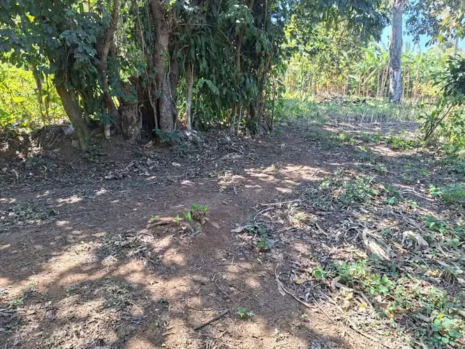 VENTA 1 MANZANA Y MEDIA AREA CEIBA PREÑADA SANTA ANA - Imagen 3
