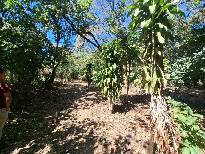 VENTA 1 MANZANA Y MEDIA AREA CEIBA PREÑADA SANTA ANA - Imagen 11