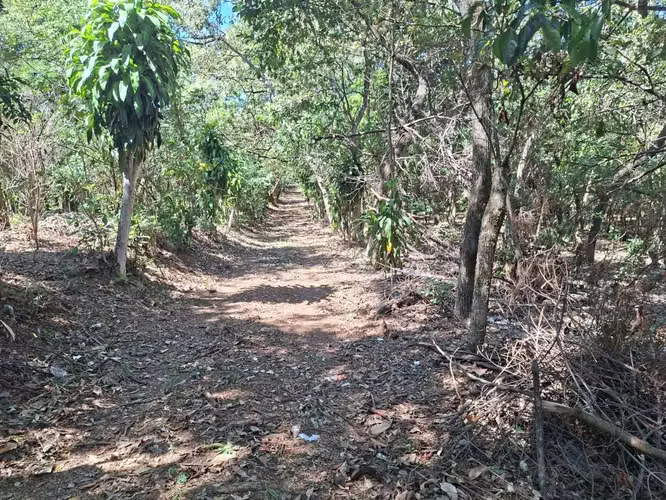 VENTA 1 MANZANA Y MEDIA AREA CEIBA PREÑADA SANTA ANA - Imagen 2
