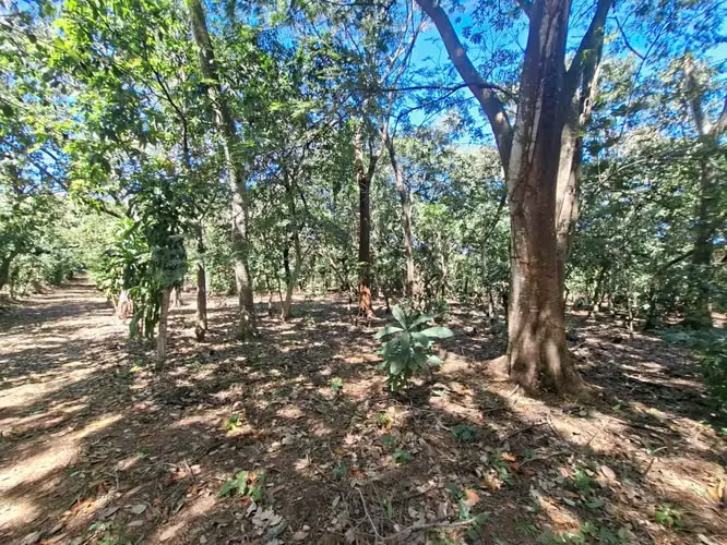 VENTA 1 MANZANA Y MEDIA AREA CEIBA PREÑADA SANTA ANA - Imagen 8
