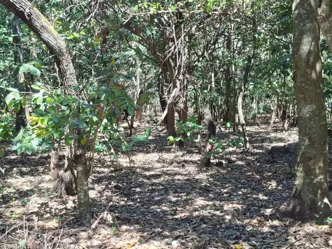 VENTA 1 MANZANA Y MEDIA AREA CEIBA PREÑADA SANTA ANA - Imagen 7