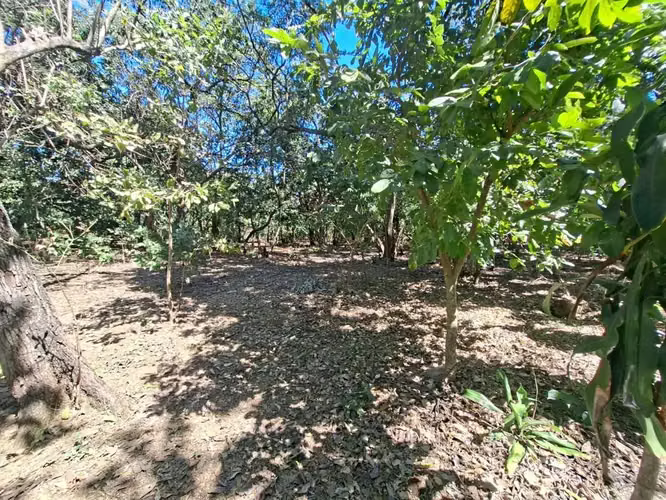 VENTA 1 MANZANA Y MEDIA AREA CEIBA PREÑADA SANTA ANA - Imagen 14