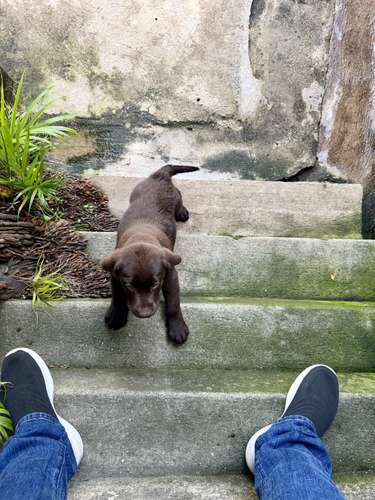 Hermoso ejemplar Labrador Retriever Macho color chocolate con pedigree azul - Imagen 9