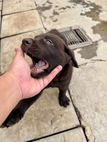 Hermoso ejemplar Labrador Retriever Macho color chocolate con pedigree azul - Imagen 2