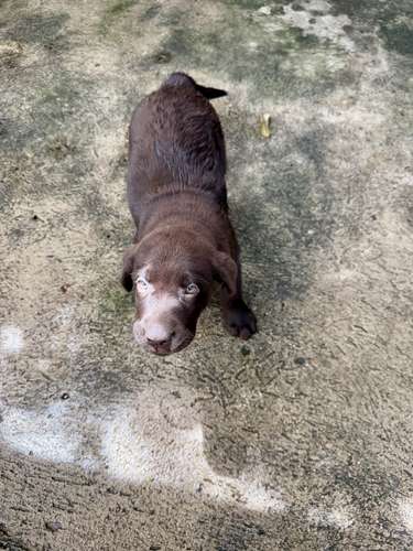 Hermoso ejemplar Labrador Retriever Macho color chocolate con pedigree azul - Imagen 11