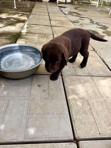 Hermoso ejemplar Labrador Retriever Macho color chocolate con pedigree azul - Imagen 7