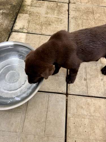 Hermoso ejemplar Labrador Retriever Macho color chocolate con pedigree azul - Imagen 8