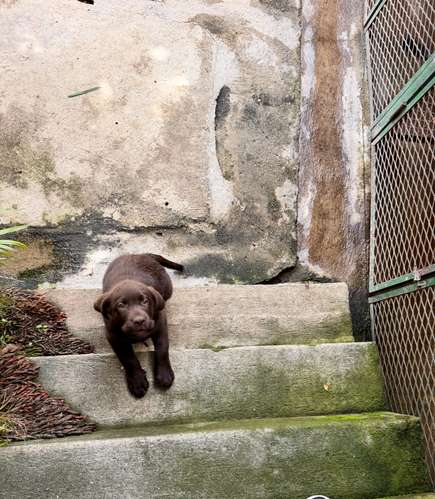Hermoso ejemplar Labrador Retriever Macho color chocolate con pedigree azul - Imagen 5