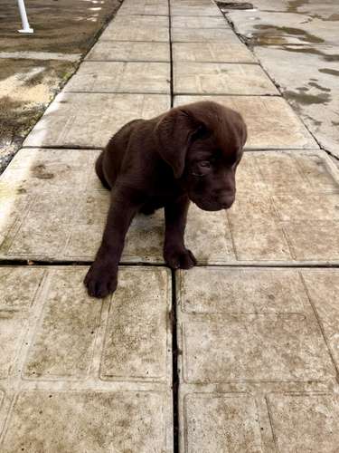 Hermoso ejemplar Labrador Retriever Macho color chocolate con pedigree azul - Imagen 4