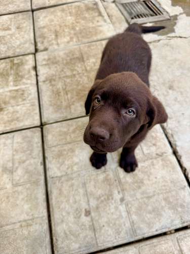 Hermoso ejemplar Labrador Retriever Macho color chocolate con pedigree azul - Imagen 3