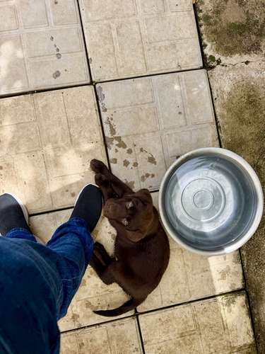 Hermoso ejemplar Labrador Retriever Macho color chocolate con pedigree azul - Imagen 6