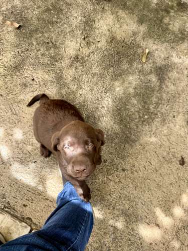 Hermoso ejemplar Labrador Retriever Macho color chocolate con pedigree azul - Imagen 10