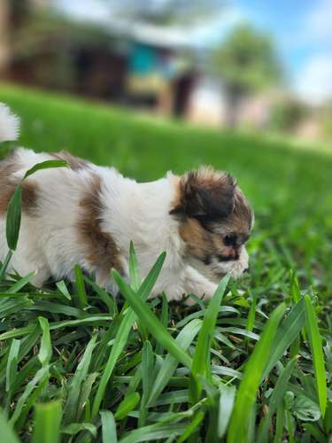 Lindos perritos frensh niñas y niños 