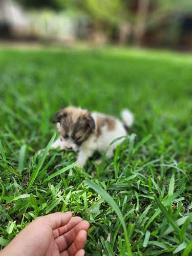 Lindos perritos frensh niñas y niños 