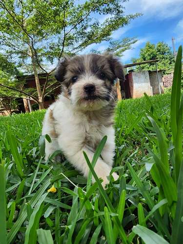 Lindos perritos frensh niñas y niños 