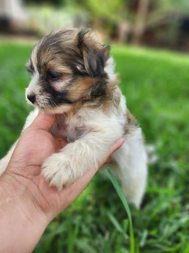 Lindos perritos frensh niñas y niños 