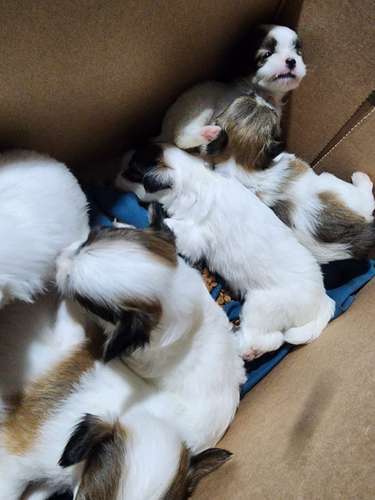 Lindos perritos frensh niñas y niños 