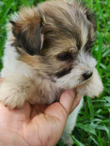 Lindos perritos frensh niñas y niños 