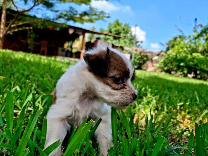 Lindos perritos frensh niñas y niños 