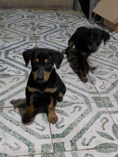Cachorros doberman 
