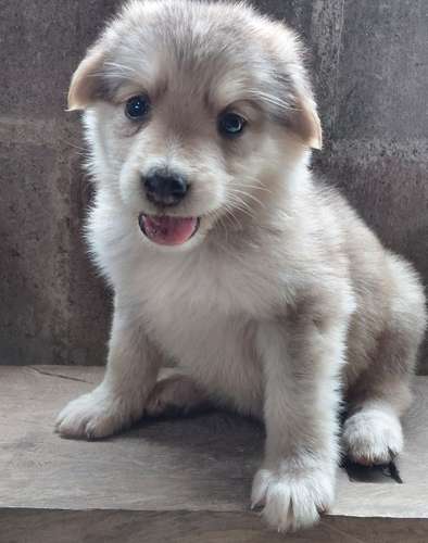 Pastor aleman con alaska malamute 